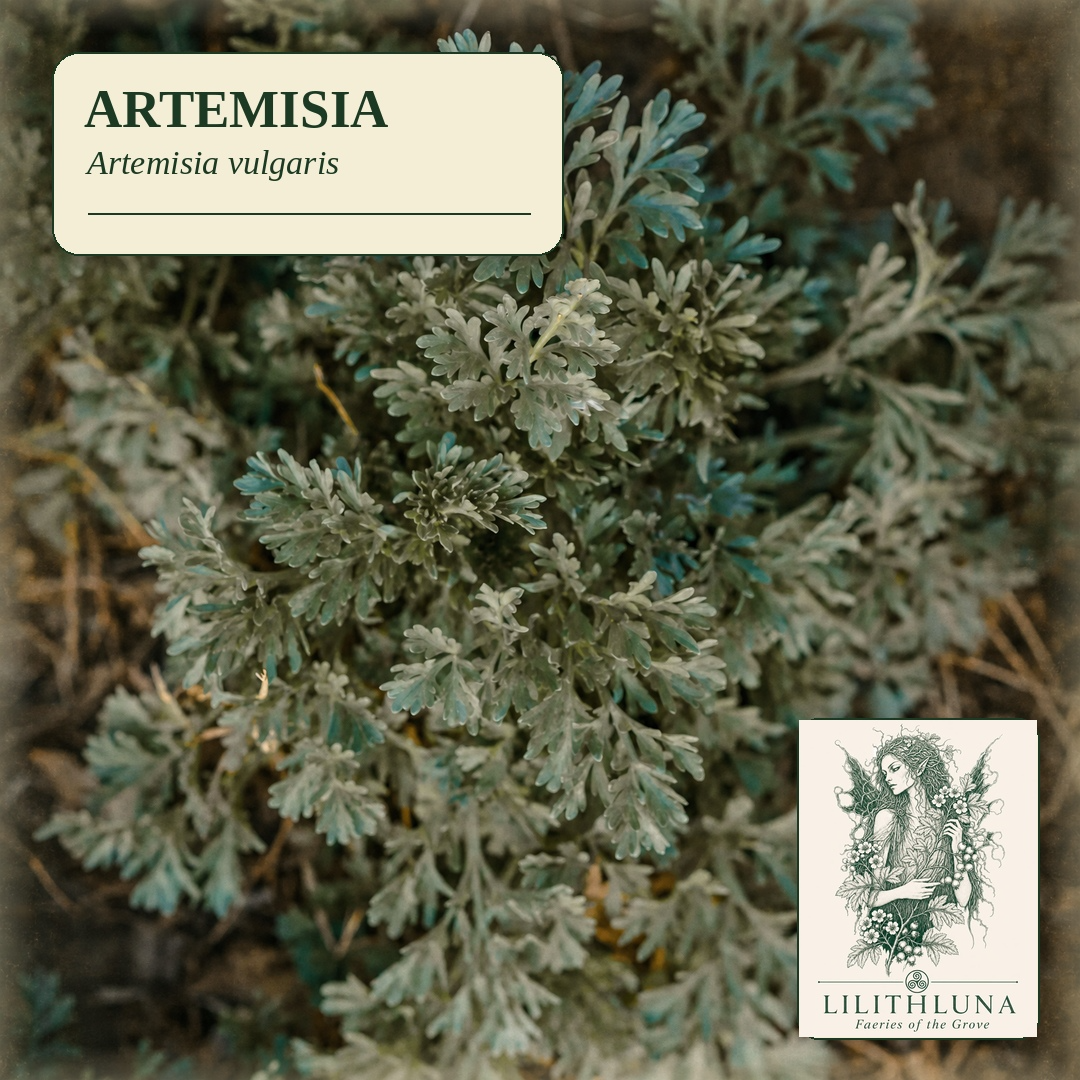 Artemisia