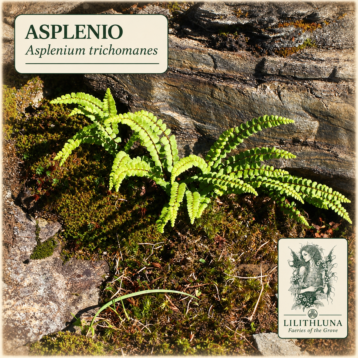 Asplenio Tricomane