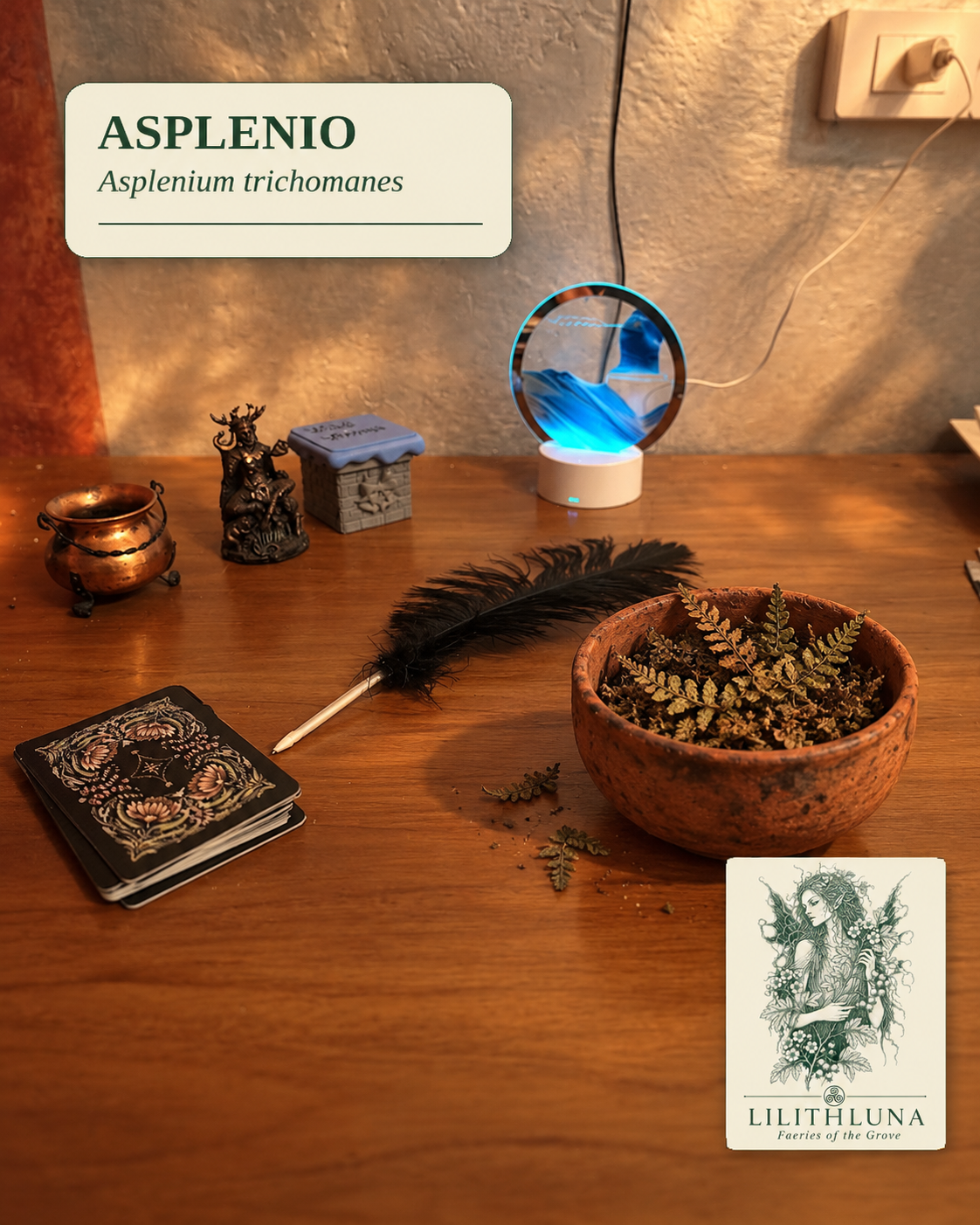 Asplenio Tricomane