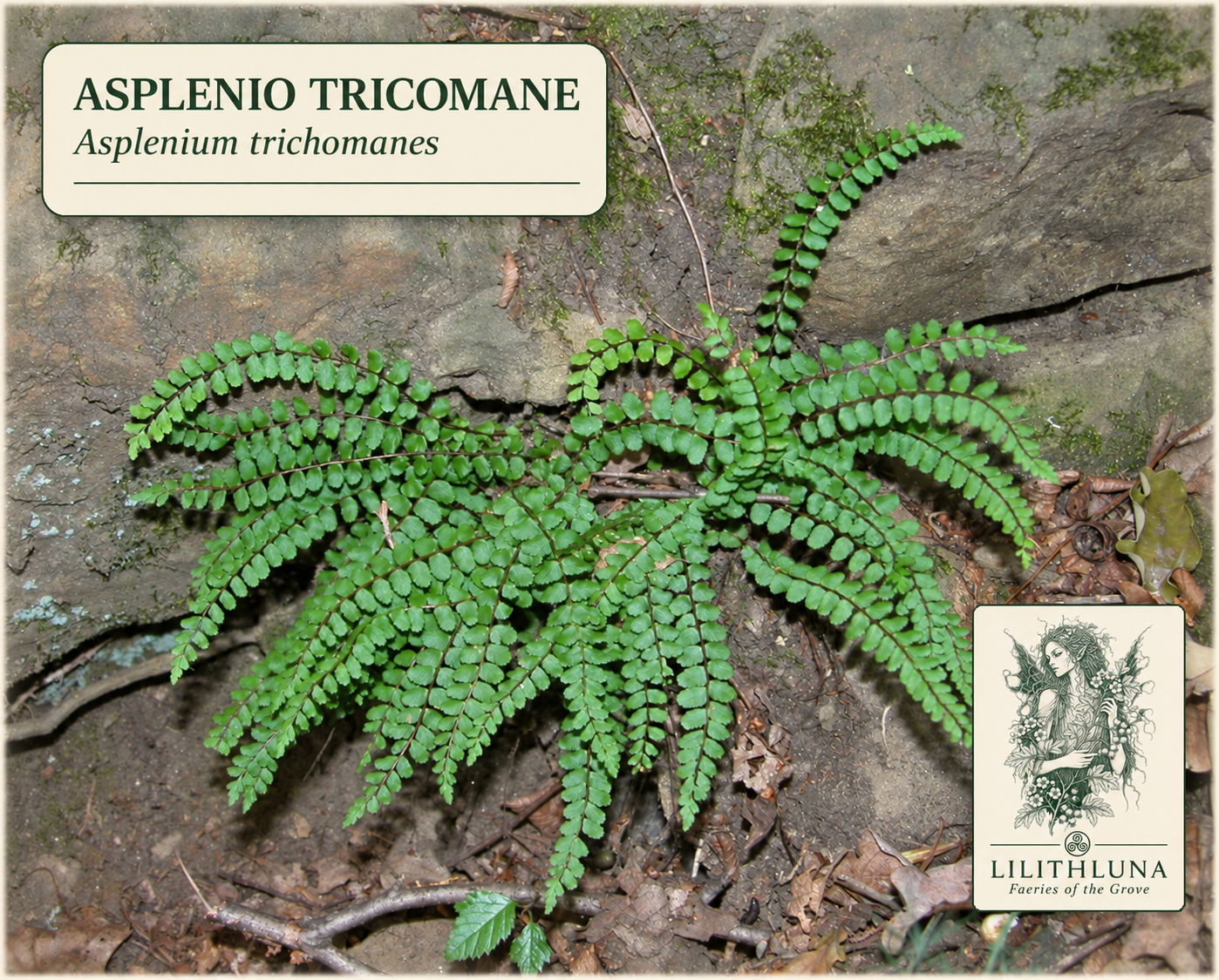 Asplenio Tricomane