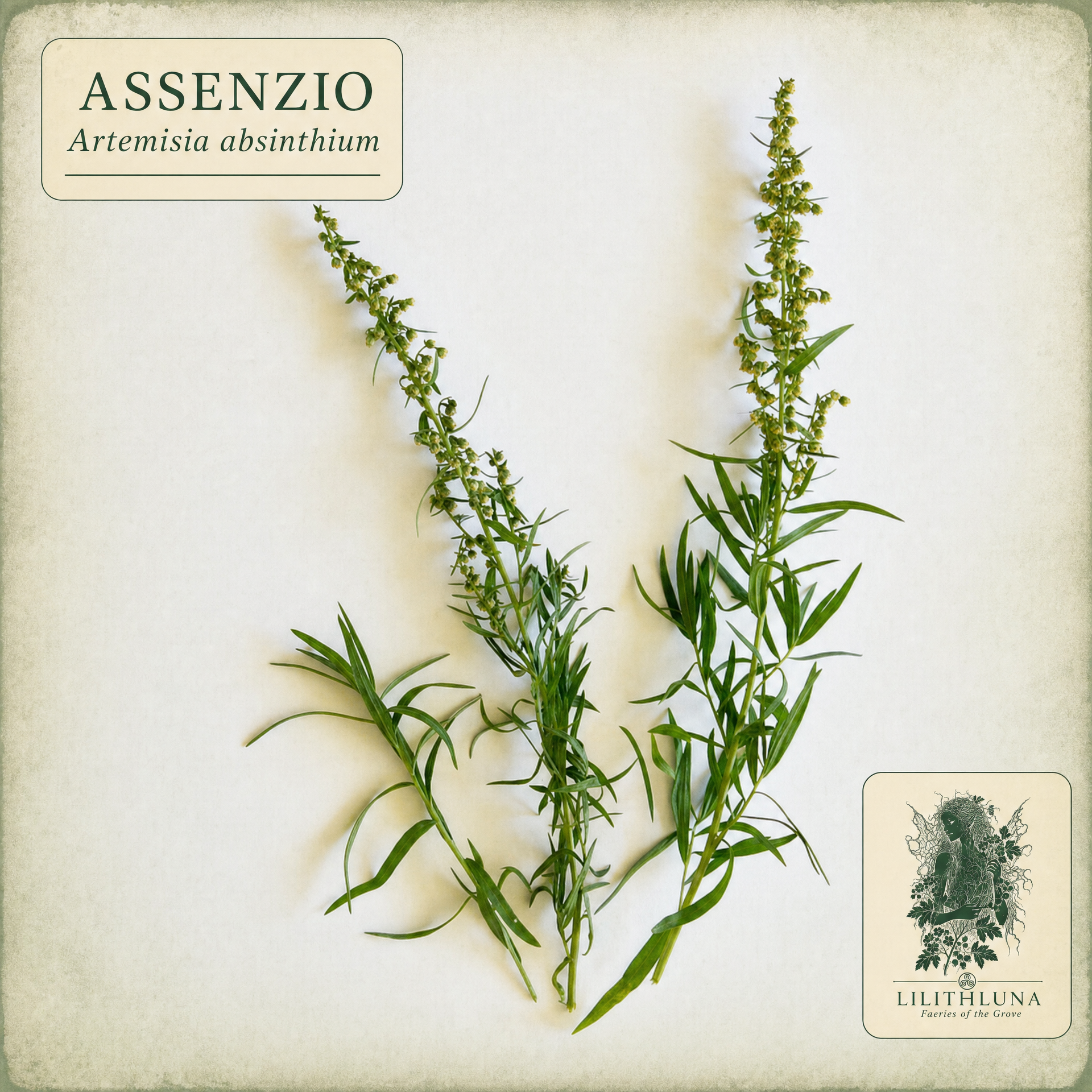 Assenzio